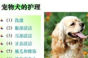 宠物狗的牙齿护理，重要性不容忽视（如何保护宠物狗的牙齿健康）