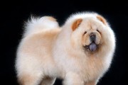 如何正确修剪松狮犬的毛？（宠物爱好者必读的全面指南）