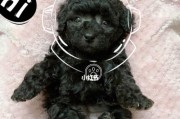 探究泰迪犬毛发卷曲的原因（解密泰迪犬卷曲毛发的奥秘）