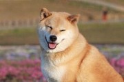 《养宠物必看！以阿富汗犬为例，哪些食物有助于毛发健康》（掌握这些营养学知识，宠物毛发更加美丽）