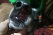 狗狗外伤后止血方法与判断伤势的指南（如何迅速止住狗狗外伤出血，并判断伤势严重程度）
