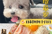 6个月大的泰迪宝宝饮食指南（健康成长，从合理饮食开始）