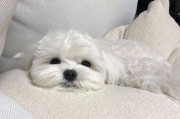 马尔济斯犬便秘的处理方法（宠物饮食和日常习惯对便秘的影响）