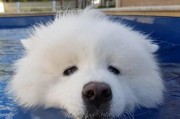 如何让你的萨摩耶犬爱上游泳（从适应水质到创造游泳环境，关键在于耐心与方法）