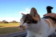 为什么宠物猫需要磨爪子？（猫咪的天性，护理爪子的重要性和磨爪子的方法）