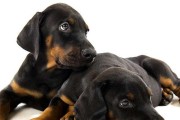 以杜宾犬断尾现象为例，宠物人类化浪潮中的残忍行径