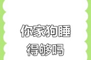 1岁狗的睡眠需求及其重要性（揭开1岁狗狗睡眠的奥秘与健康管理技巧）