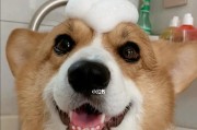 如何给你的柯基犬洗澡（柯基犬洗澡注意事项、怎样保护它们的皮肤和健康）