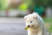 萨摩耶每月狗粮摄入量（成年萨摩耶每月需要多少斤狗粮？）