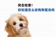 狗狗驱虫的时间和方法（合适的年龄和毛发状态下的驱虫注意事项）