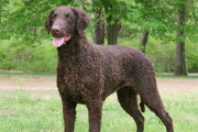 兰伯格犬的饲养指南（培养一个健康、快乐的兰伯格犬）