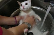 两个月大的猫咪洗澡攻略（小猫咪爱卫生，但洗澡要注意这些事项）