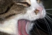 猫咪呕吐大声喘气——如何诊断与治疗？（猫咪呕吐和喘气的原因及治疗方法详解）