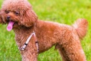 成年贵宾犬易患的疾病（预防和治疗的方法）