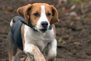 比格犬胆小的原因（探寻比格犬害羞内向的根源及相关解决方法）