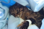 揭秘猫咪肝胰腺炎，降低死亡率的方法（以宠物为主，提高饲养水平，关注猫咪健康）