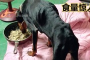 瘦狗需要补充的营养与护理方法（瘦狗的饮食调整及健康管理方案）