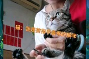 如何给猫咪剪指甲？（新手也能轻松完成，猫咪的指甲护理不再难！）