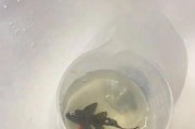 小孔雀鱼水族箱换水频率的科学指导（探究小孔雀鱼水质维护的最佳实践方法）
