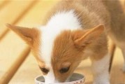 狗狗夏日饮食攻略（以夏季宠物狗胃口为主，15个段落详细介绍）