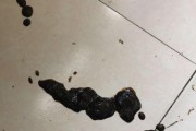 贵宾犬心丝虫病的防治方法（从预防到治疗，让你的宠物健康度过每一天）