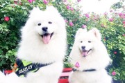 萨摩中毒症状详解（了解萨摩中毒症状及相关预防知识）