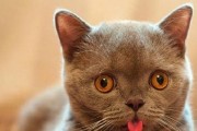 揭示猫吐舌头的情绪密码（探秘猫咪行为中的神秘信号）