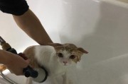 猫咪洗澡全攻略（宠物爱护必备，从洗澡开始）