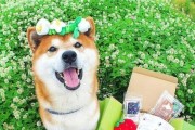 秋天到了，狗狗也要注意防寒！（宠物也需要关爱，一起为狗狗做好防寒工作吧。）