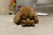 泰迪狗坐月子需要多久才能康复？（了解泰迪坐月子的关键，照顾它们恢复健康）