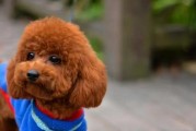 泰迪犬生病后应该怎么喂养？（以宠物为主，让泰迪犬更快康复）