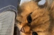 猫咪绝育手术（选择合适的方式为猫咪绝育手术提供更安全的保障）