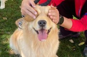 为什么狗狗不喜欢被人摸？（探究狗狗行为背后的原因及解决方法）
