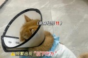 如何有效护理猫咪毛发（掌握这些技巧，让你的猫咪更健康更美丽）