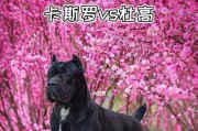 现在杜高狗的价值和市场表现（探索杜高狗的现价和未来趋势）