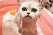 强迫猫咪洗澡是大忌！（如何正确给宠物猫咪洗澡，避免犯这个大忌？）