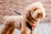 贵宾犬的舔人行为研究（探究贵宾犬舔人的原因及影响）