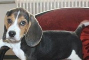 如何为比格犬提供最佳的养育条件（以宠物为主，提供安全、舒适的生活环境）