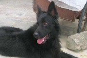 如何为苏格兰牧羊犬选择合适的狗粮？（以宠物为主，关注狗粮品质）