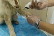 如何治疗宠物恐惧症——以狗狗为例（掌握正确的方法，建立宠物与人的互信关系）