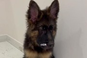 狗狗被蜇了怎么办？蜂蜇毒症的预防与治疗
