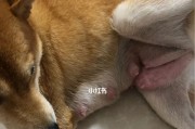 没怀孕为什么会挤出奶水？（探究非怀孕状态下挤出奶水的原因和解决方法）