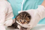 猫疫苗接种时间及注意事项（保护你的爱猫免受疾病侵害）