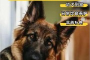 养德国牧羊犬的完美攻略（一切关于德牧的饲养你都需要知道）