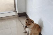 探究狗为何总是乱拉屎（解析狗乱拉屎的原因及解决方法）