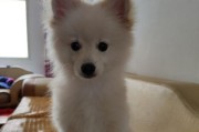 夏季银狐犬补水攻略（夏季补水不可少，让你的爱犬健康又舒适）