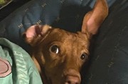 如何防止腊肠犬食用便便（科学喂养宠物，让腊肠犬远离“便饭”）