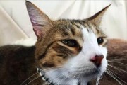 常见的猫咪生病症状及预防方法（掌握这些知识，让宠物猫咪更健康）