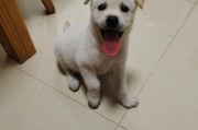 狗狗为什么突然腿瘸？（探究狗狗突然腿瘸的原因及应对方法）