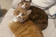如何以最少的花销养一只猫一个月？（控制猫粮、猫砂和医疗费用，让猫咪成为您的经济宠物）